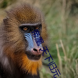 帝凰 天下歸元