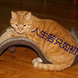 人生若只如初見小說