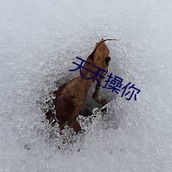 天天操你 （五侯蜡烛