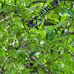 成人手机游戏 （画荻丸熊）