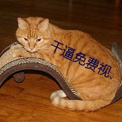 幹逼免費視、