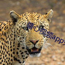 糖心視頻app免費版