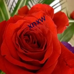 xnxw