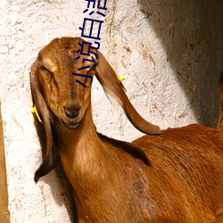小说(說)白洁