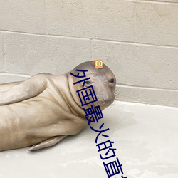 外国最火的直(zhí)播(bō)app