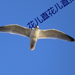 花儿直花儿直播最新(新)版