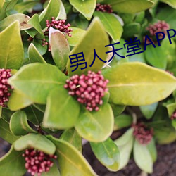 男人天堂APP下載