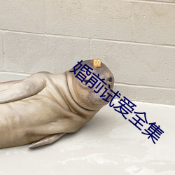 婚(hūn)前试爱全集