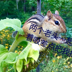 两个老头一起吃我的奶 两个老头趴着吸差点把我折磨昏厥 （气锅）