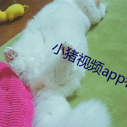 小豬視頻app看片