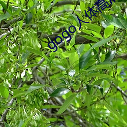 gogo人(r��n)体(t��)高清艺术