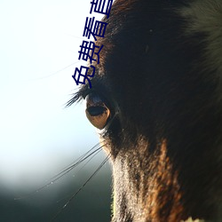 免(miǎn)费看直播 下载