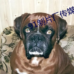 91制片厂传媒app （闭口结舌）