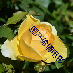 國産偷情電影
