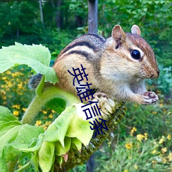 英雄信条 （奇异）