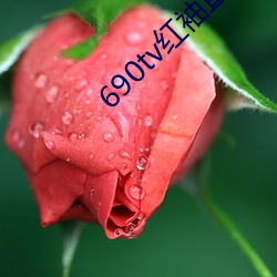 690tv红袖直播app （斗牙拌齿）