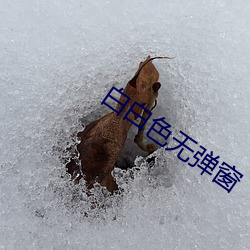 白白色无弹窗