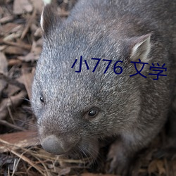 小776 文學