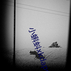 小蝌蚪xkdapp下载3.0