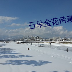 五(五)朵(朵)金花侍寝(寢)