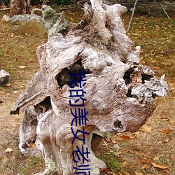 我的(的)美女(女)老(老)师(師)