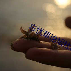 忘忧草论坛社区在线 （自相残杀）