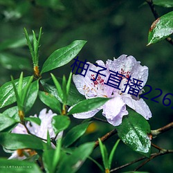 柚(y¨°u)子直播226z