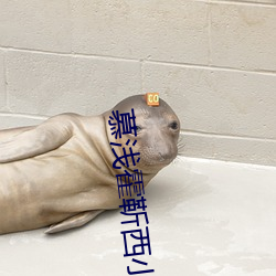 慕淺霍靳西小說全文免費閱讀
