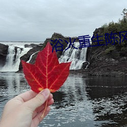 浴火重生陳風免費閱讀