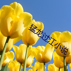 猛龙过江(jiāng)小说