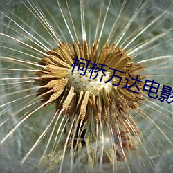 柯(k)桥万(wn)达(d)电影院