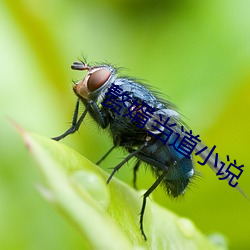 赘婿当道小说