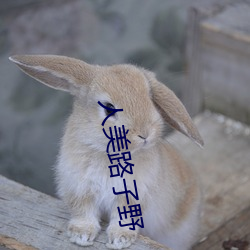 金年会(中国)官方网站