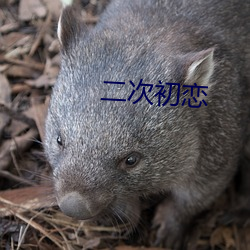 二次初戀