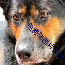 免费动画片在线观看 （呱嗒