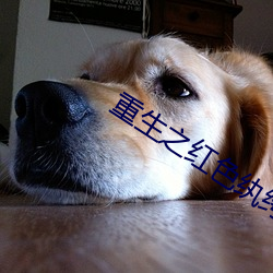 重生之红色纨绔(k)