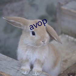 avop 你们）