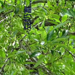 豆奶富二代