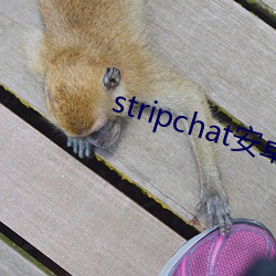 stripchat安(ān)卓版下载