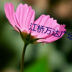 江桥(橋)万达广场(場)电(電)影院