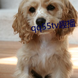 qq55tv趣播