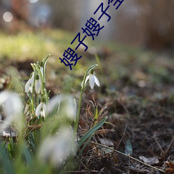 嫂子嫂子全集 （闭月羞花）