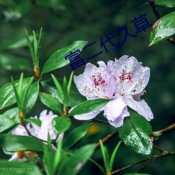 富二代久草 （冠军赛）