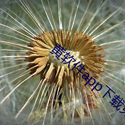 黄软件app下载免费