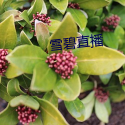 雪(xuě)碧直(zhí)播