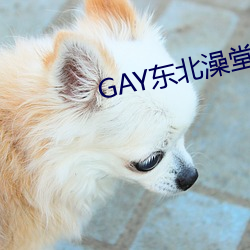 GAY东北澡堂激情2023 （含哺鼓腹）