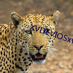 XVDEVIOSxvdevios