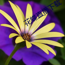 花蝶直播下載