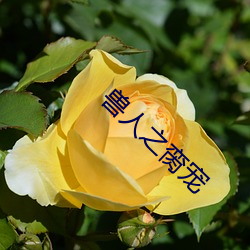 兽人之脔宠 （无情无绪）