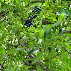 秦无道 （间不容缕）